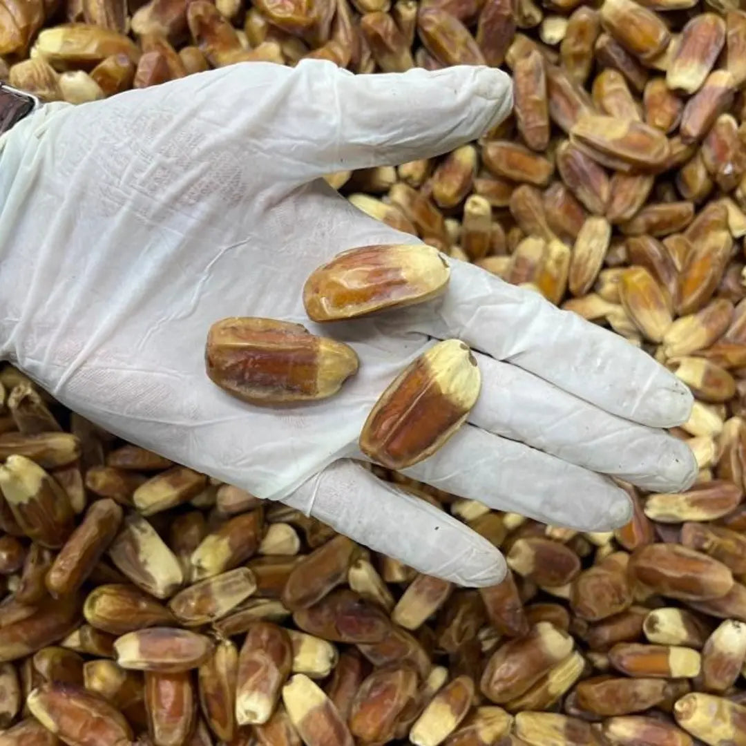 Close-up of Saudi Sugai dates (Be dana)